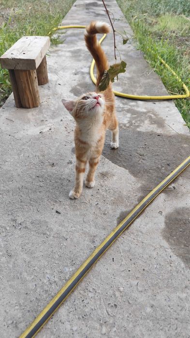 Отдаю котенка (кошечка)