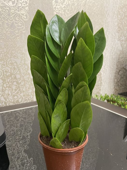 Долларовое дерево Замиакулькас