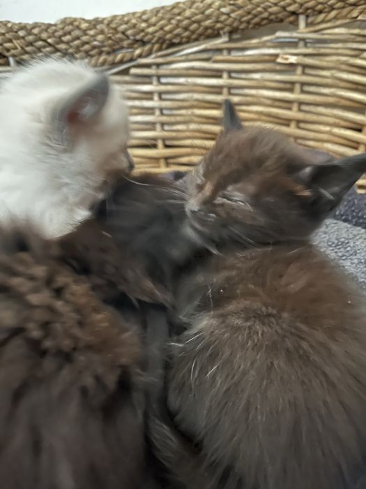 Отдам котят мама