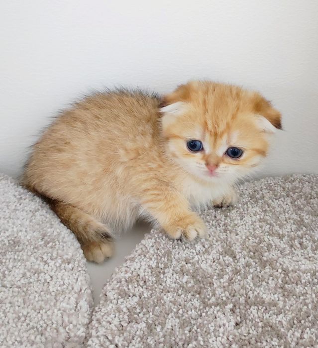 висЛоуХие  ШотЛанДскиЕ КотЯтА