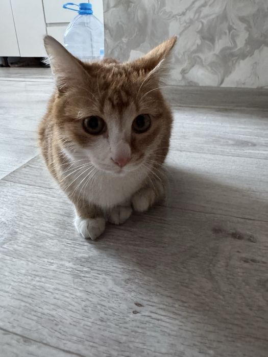 Котенок бесплатно