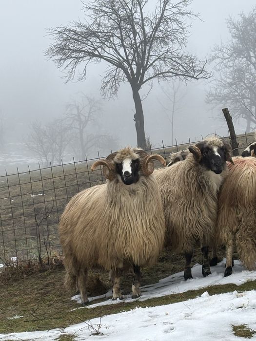 Berbeci brezi de vanzare!