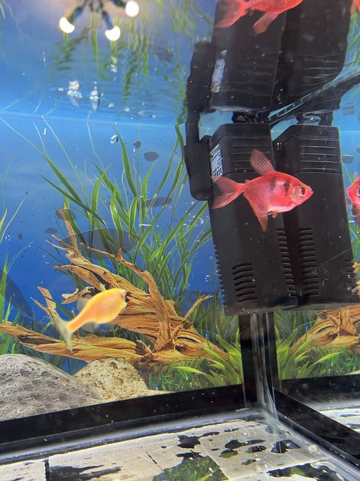 Аквариум 20л (с подсветкой)