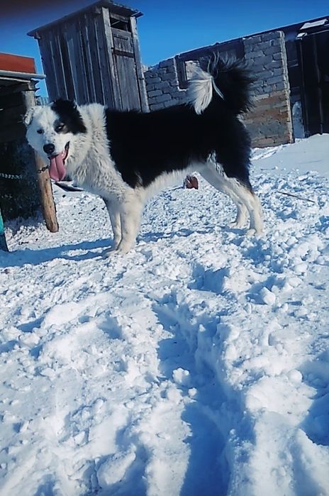 Пристраевается пёс мальчик молодой
