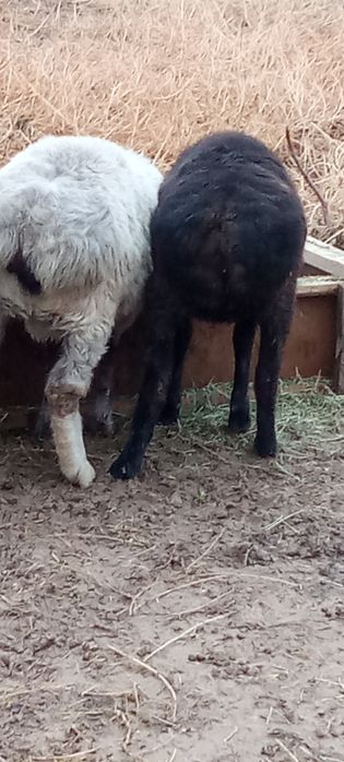 Урғашы тоқтылар сатылады