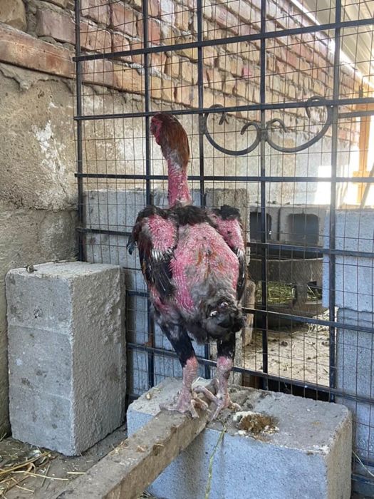 Шөже Қораз сатамын