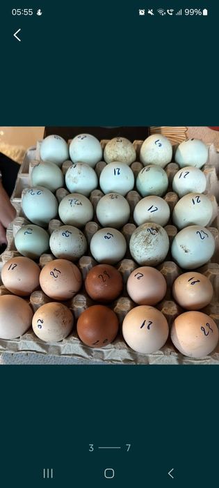 Vând oua de incubat