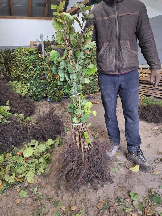 Aluni pentru plantare | 5 lei angro | 10 lei/bucată