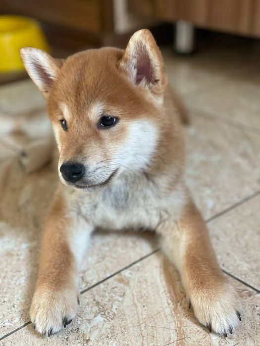 Щенки Сиба ину готовы к продаже