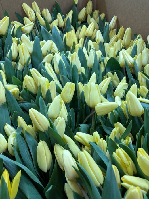 Тюльпан голландский