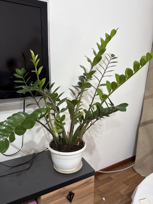 Голландский Доллор домашний