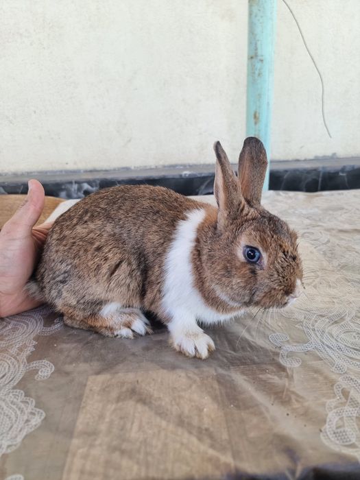 Karlik sames 2ta iwlawi zur soglom