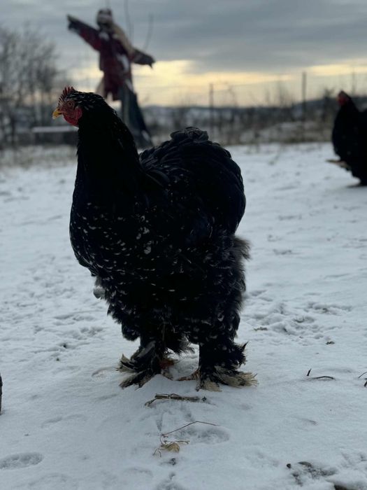 Cocosi cochinchina urias bobat