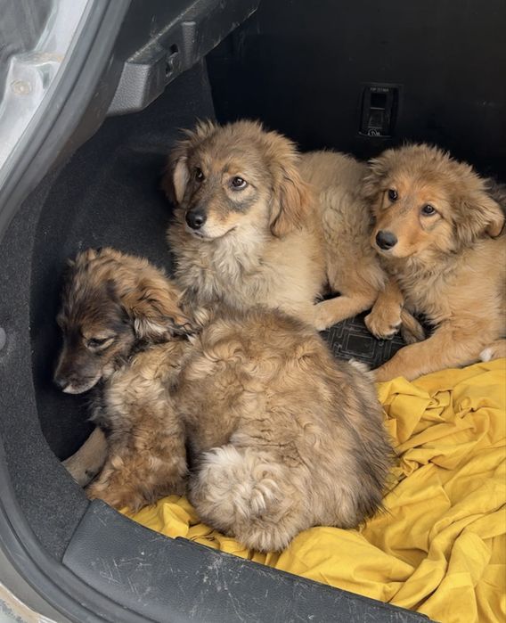 Щенята привитые (вакцина)