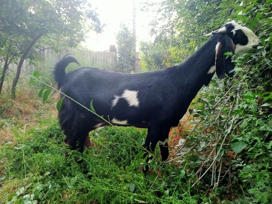 Коза Битал  300тыс