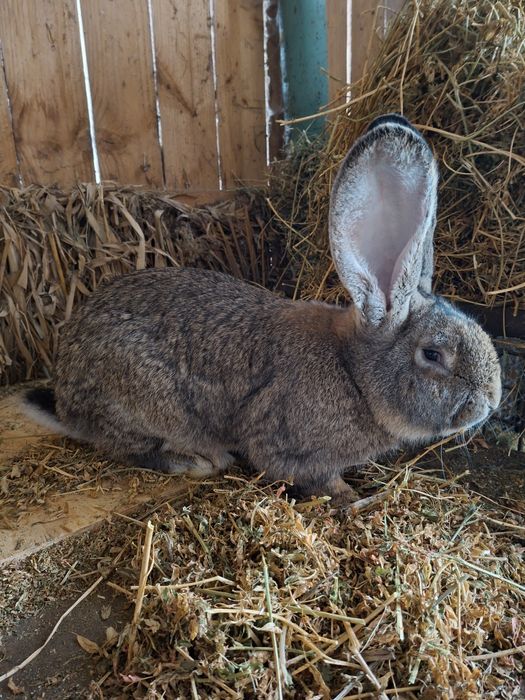 Vănd uriaș german  masculi si femele