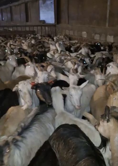 Capre de vanzare carpatine . Mai multe detalii la telefon