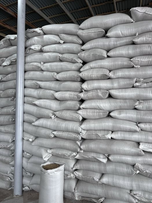 Арпа ячмень арпа ячмень