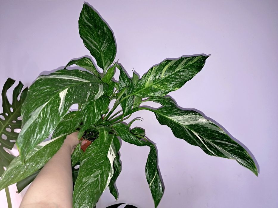 Спатифиллум Даймонд !