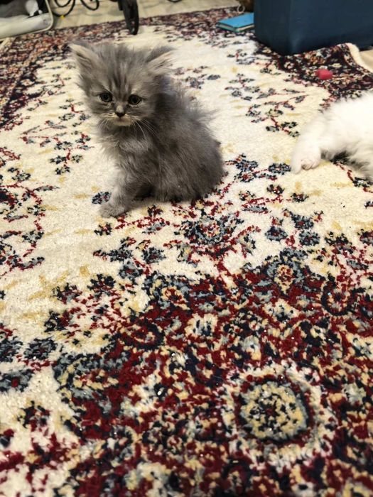 Персийски котенца