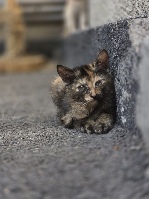 Котята нуждаются в доме,