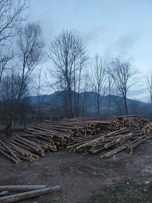 Lambriuri,dublas,postă,paltin,lariță,frasin