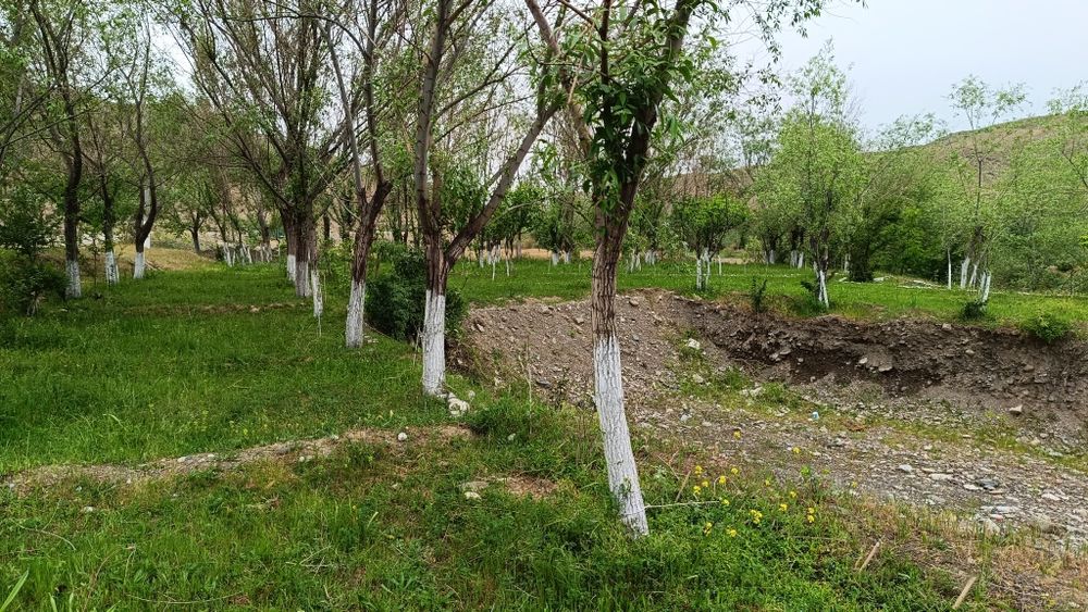 Zomin Sihatgohiga ketish yo'lida joylashgan uchastka Sotiladi