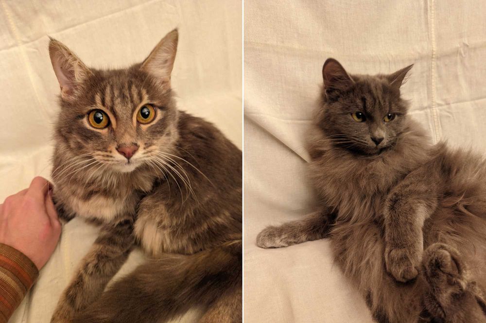 Кошка. Кот. Mushuk.