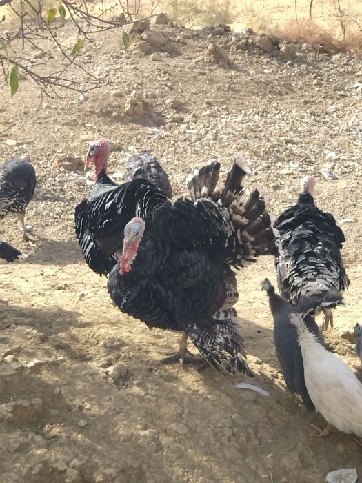 Қашқадарё вулояат қамаши туман хазирати Лангар ота қишлоғидан м