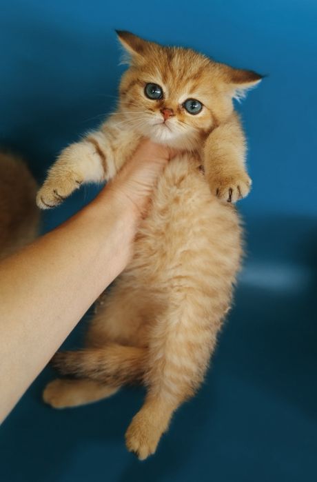 Золото Котята шиншилла