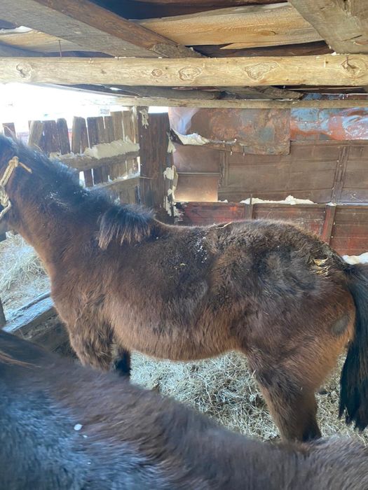 Тай сатамын 300000