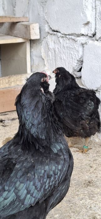 Ouă Araucana Negru/Albastru Incubat
