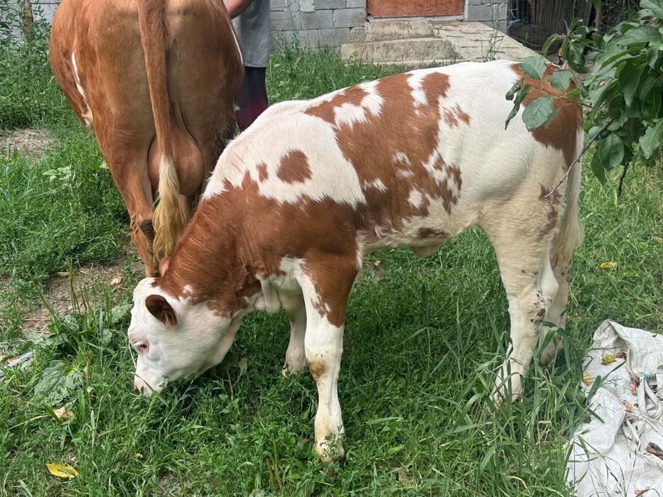 Vând junica la prima fătare cu vitica de 3 luni foarte bună de lapte