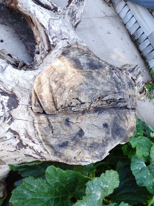 Корен от орехово дърво