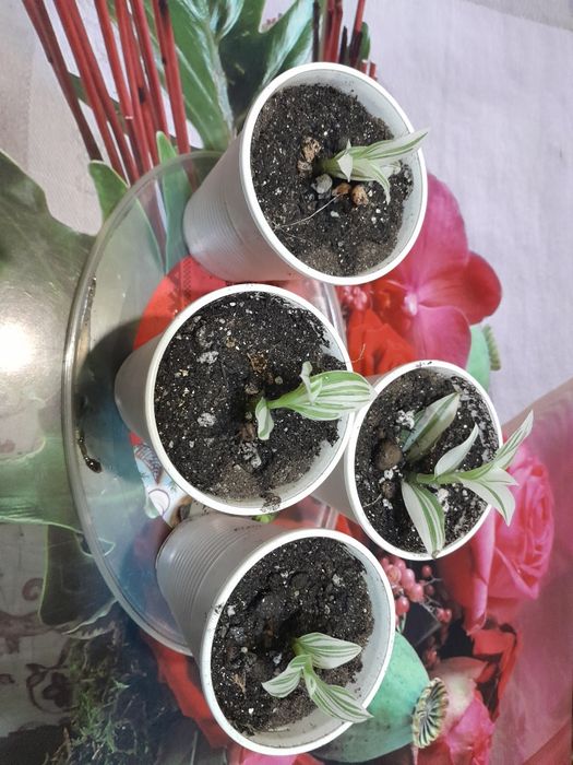 Продаю цветы. Разные.