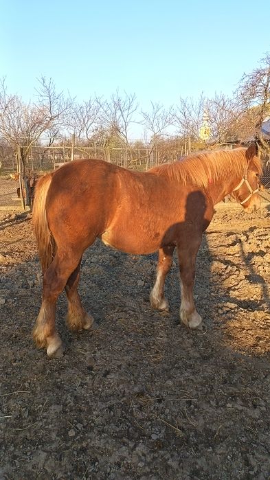 Vind minza de 11 luni