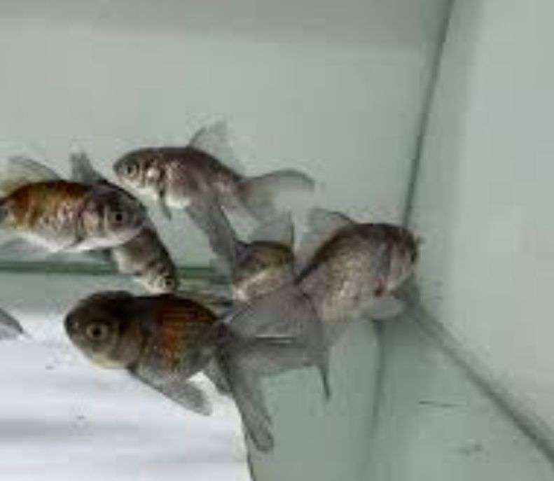Oranda baliqlari tillarang chiroyli õrta hajmlarda