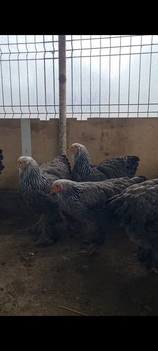 Familie brahma herminat inchis