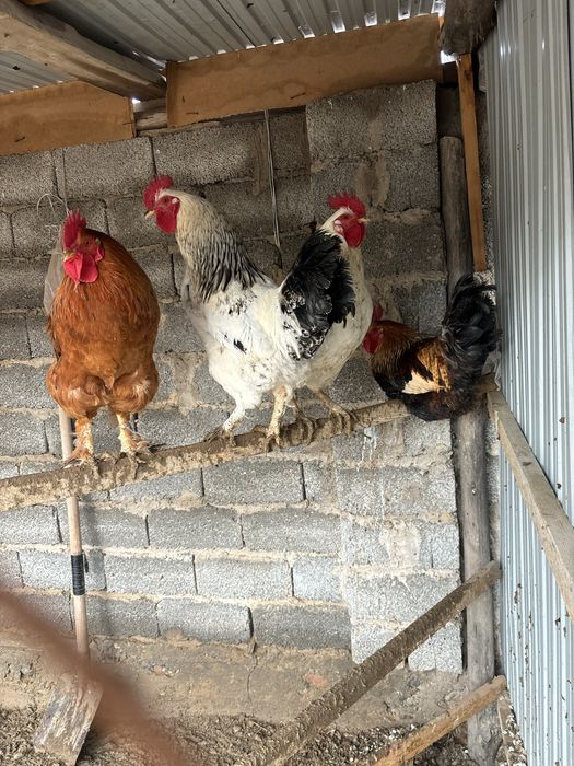 4 қораз сатылады