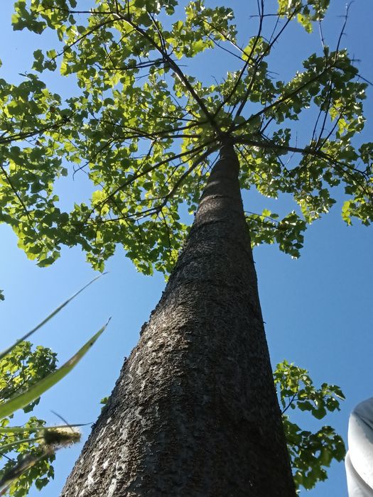 Butași Paulownia
