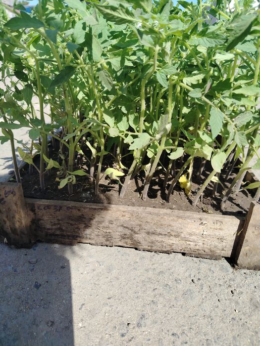 Продам помидоры ящиком, низко рослые.