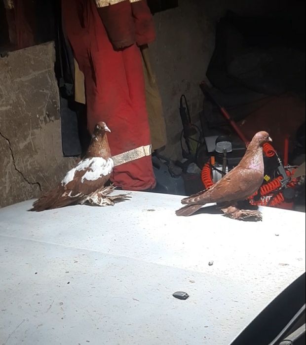 Северокавказкие голуби