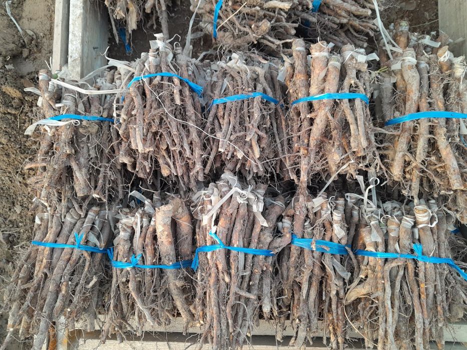 Atirgul ko'z ko'chatllari sotamiz issixonaga ekish uchun