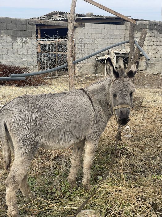 Сатылатын ұрғашы ешек