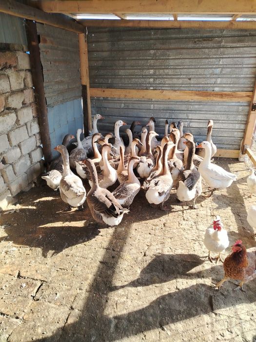 Vând gâște americane