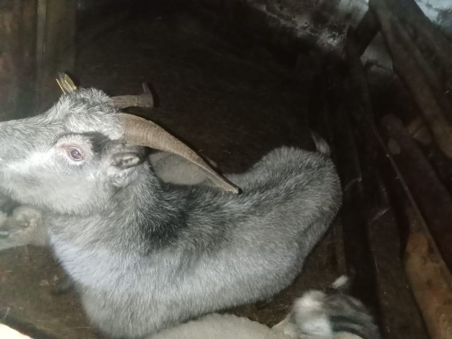 Продам козу молодую