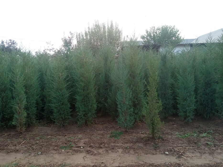 Арча кўчат мoжжевелник