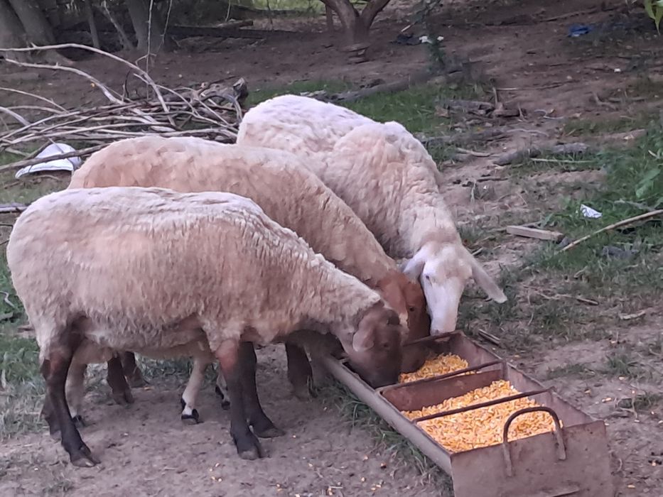 Vand oi metis sulfok si 2 oi bergamasc una fatata