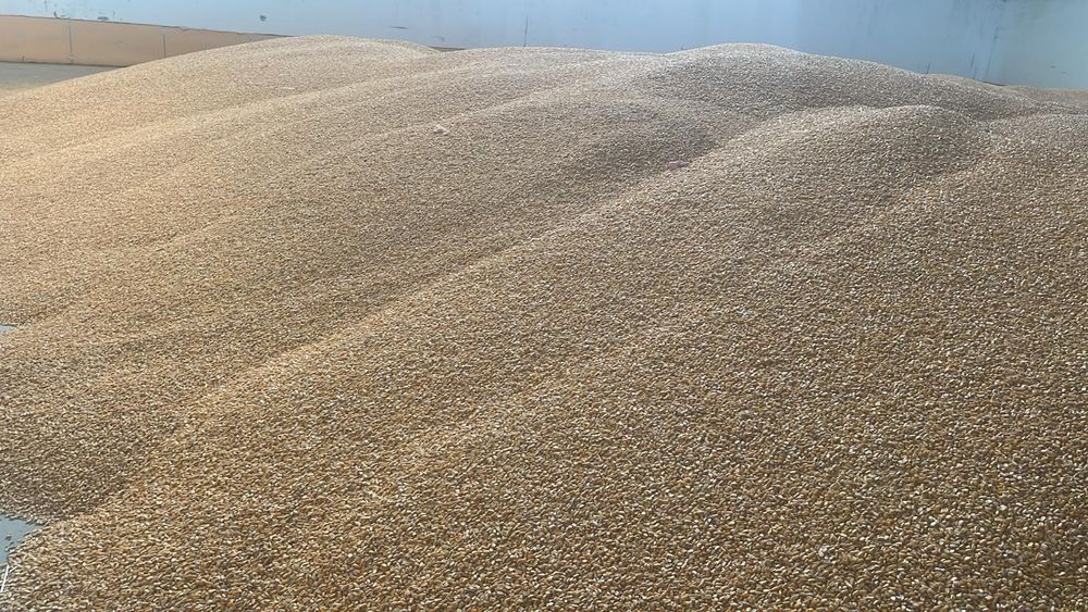 Porumb boabe cultura a 2a