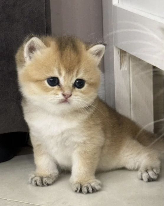 Золотая шиншилла